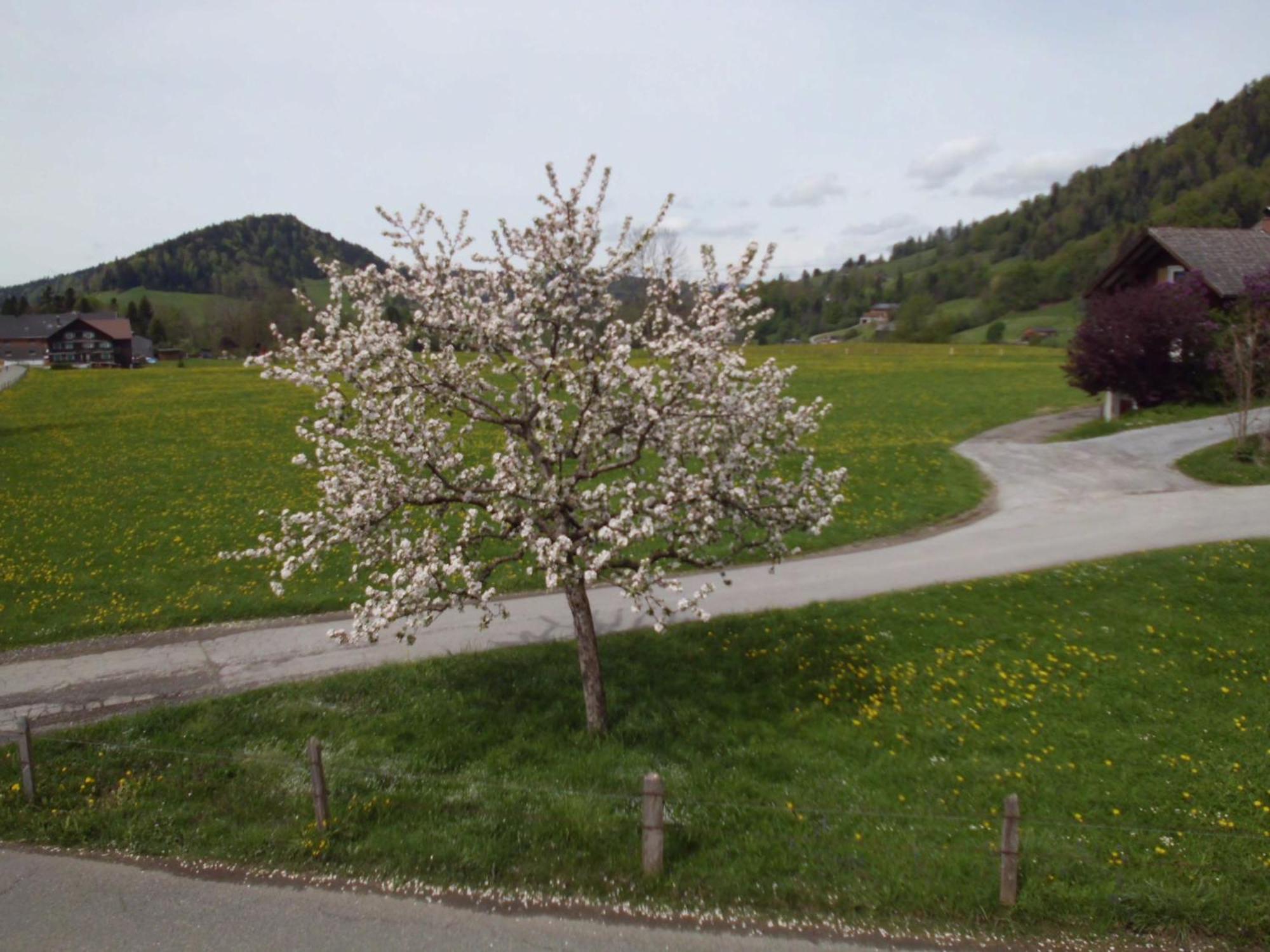 Ferienwohnung Annele Hittisau Dış mekan fotoğraf